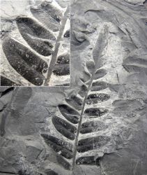 Reticulopteris muensteri